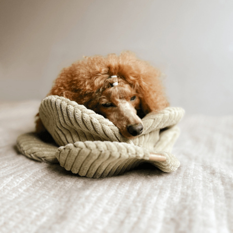 PSYKRYJMNIE Zabawka węchowa - kapusta jasna zieleń PSYKRYJMNIE Zabawka węchowa - kapusta jasna zieleń