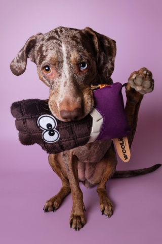 Chooco - zabawka węchowa z piszczałką czekolada