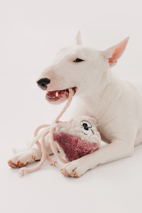 Octoopus - zabawka z grzechotką ośmiornica