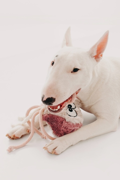 Octoopus - zabawka z grzechotką ośmiornica