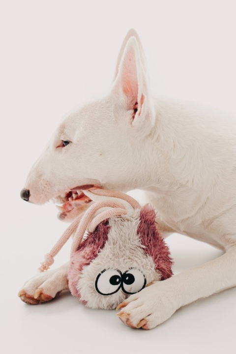 Octoopus - zabawka z grzechotką ośmiornica