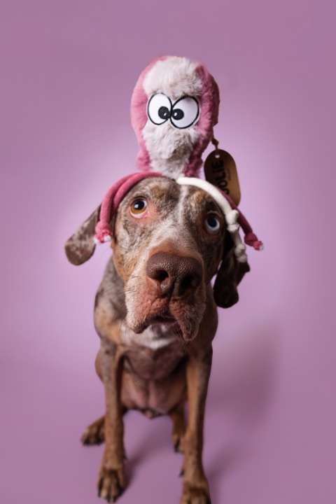 Octoopus - zabawka z grzechotką ośmiornica