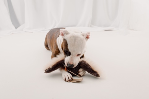 Wingoo - skrzydlata zabawka z owczym futrem i grzechotką